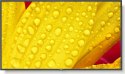 Monitor NEC 50" 60005053